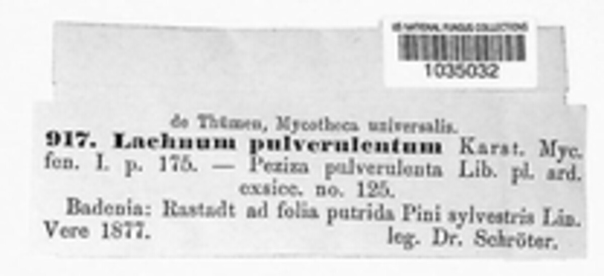 Lachnellula pulverulenta image